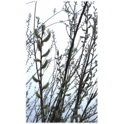  5 Weidenzweige Sal-Weide (Salix caprea) als Weidensteckling, besonders für Imker