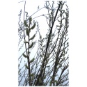 5 Weidenzweige Sal-Weide (Salix caprea) als Weidensteckling, besonders für Imker