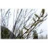  5 Weidenzweige Sal-Weide (Salix caprea) als Weidensteckling, besonders für Imker