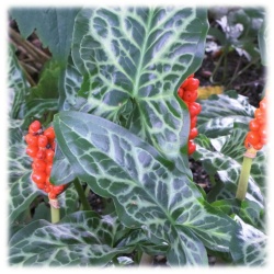 3x Italienischer Aronstab gefleckt (Arum italicum) – Winterharte & Blühende Rhizome