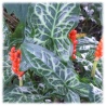 5x Italienischer Aronstab gefleckt (Arum italicum) – Winterharte & Blühende Rhizome