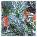 3x Italienischer Aronstab (Arum italicum) – Winterharte & Blühende Rhizome